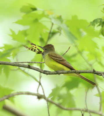 Great Crested FlyCatcher WITH BUTTERFLY  --  Tyran Huppe AVEC PAPILLON
