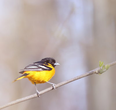 Baltimore Oriole  --  Oriole De Baltimore