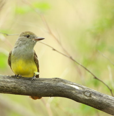 Great Crested FlyCatcher  --  Tyran Huppe