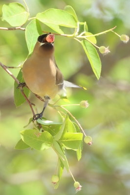 Cedar WaxWing  --  Jaseur D'Amerique