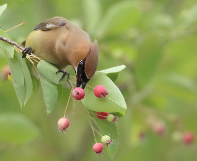 Cedar WaxWing  --  Jaseur D'Amerique