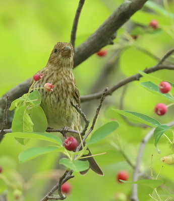 Purple Finch  --  Roselin PourPre