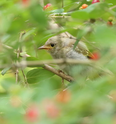 Yellow Warbler ( chick )  --  Paruline Jaune ( poussin )