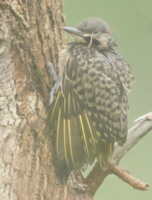 Northern Flicker ( CHICK )  --  Pic Flamboyant ( POUSSIN )