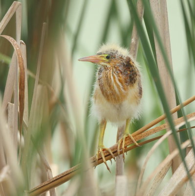 Least Bittern ( CHICK # 2 )  --  Petit Blongios ( POUSSIN # 2 )