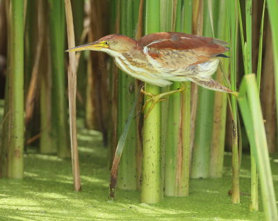 Least Bittern  --  Petit Blongios