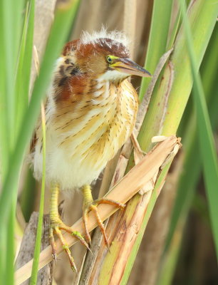 Least Bittern  --  Petit Blongios