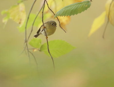 Ruby - Crowned KingLet  --  RoiteLet A Couronne Rubis