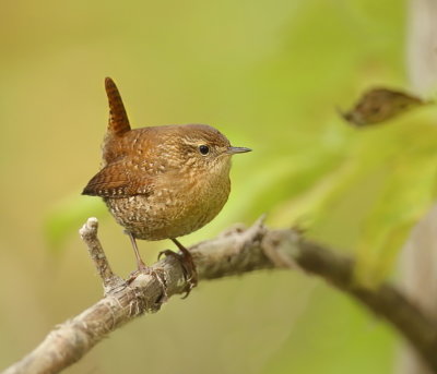 Winter Wren  --  Troglodyte Mignon