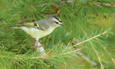 Golden - Crowned KingLet  --  RoiteLet A Couronne Doree