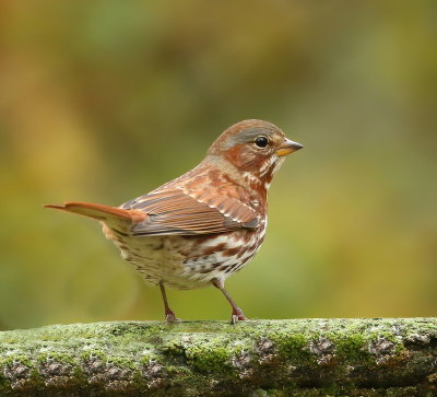 Fox Sparrow  --  Bruant Fauve