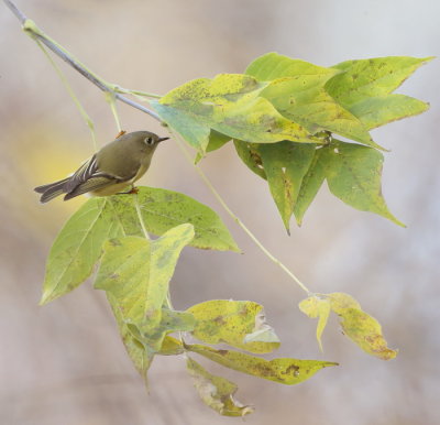 Ruby - Crowned KingLet  --  RoiteLet A Couronne Rubis