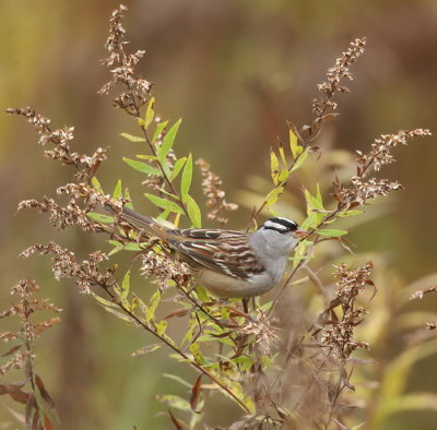 White - Crowned Sparrow  --  Bruant A Couronne Blanche