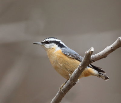 Red - Breasted NutHatch  --  Sittelle A Poitrine Rousse