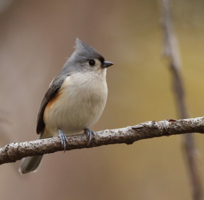 Tufted TitMouse  --  Mesange Bicolore