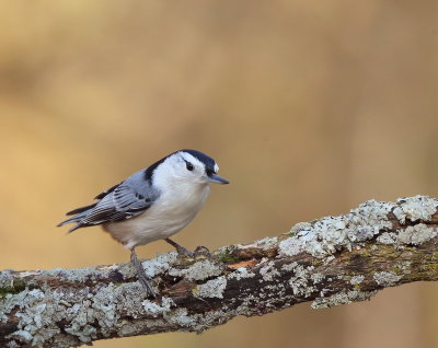 White - Breasted NutHatch  --  Sittelle A Poitrine Blanche