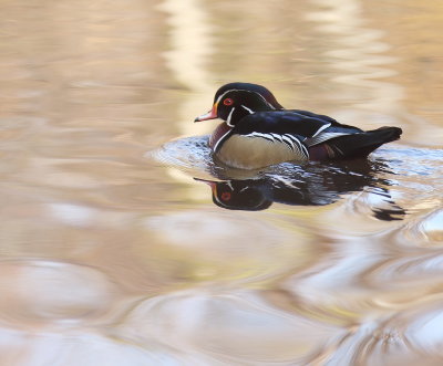 Wood Duck  --  Canard Branchu