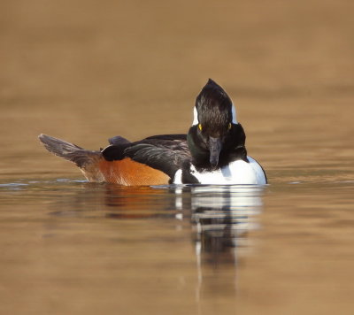 Hooded MerGanser  --  Harle Couronne