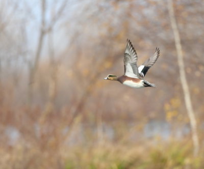 American Wigeon  --  Canard D'Amerique