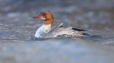 Common MerGanser  --  Grand Harle