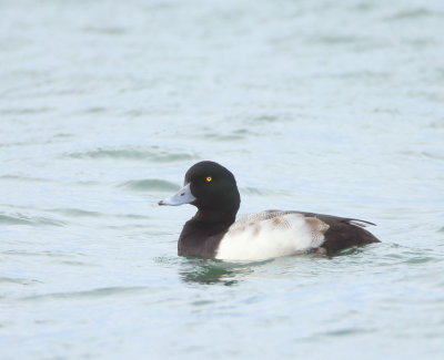Lesser Scaup  --  Petit Fuligule