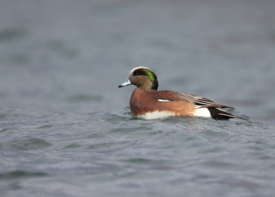 American Wigeon  --  Canard D'Amerique