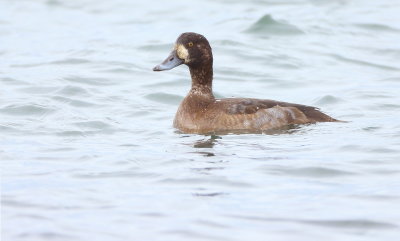 Lesser Scaup  --  Petit Fuligule
