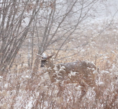 White Tail Deer  --  Cerf De Virgine