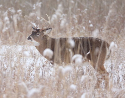 White Tail Deer  --  Cerf De Virgine