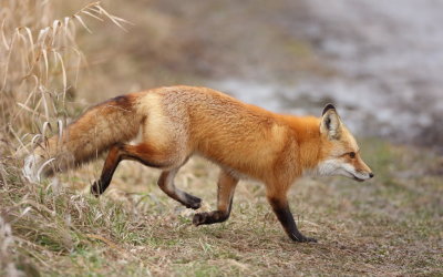 Red Fox  --  Renard Roux