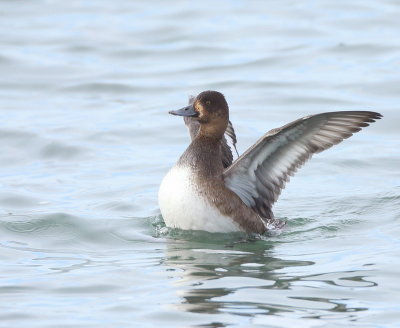 Lesser Scaup  --  Petit Fuligule