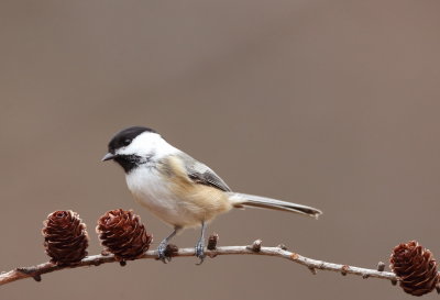 Black - Capped Chickadee  --  Mesange A Tete Noire