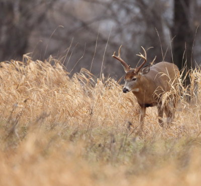 White Tail Deer  --  Cerf De Virgine