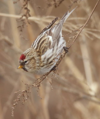 Hoary RedPoll  --  Sizerin Blanchatre