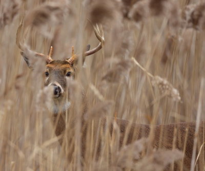 White Tail Deer  --  Cerf De Virgine