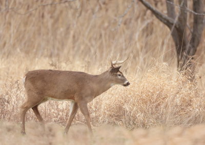 White Tail Deer  --  Cerf De Virgine