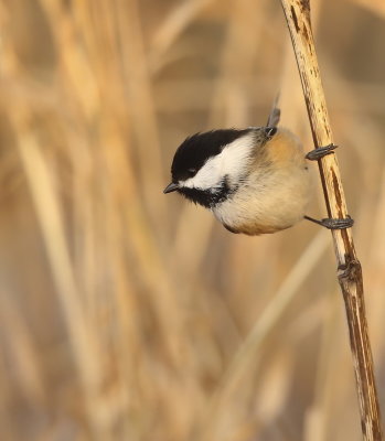 Black-Capped ChickDee  --  Mesange A Tete Noire