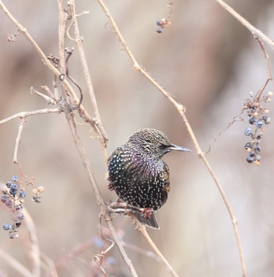 European Starling  --  Etourneau Sansonnet