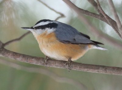 Red - Breasted NutHatch  --  Sittelle A Poitrine Rousse 