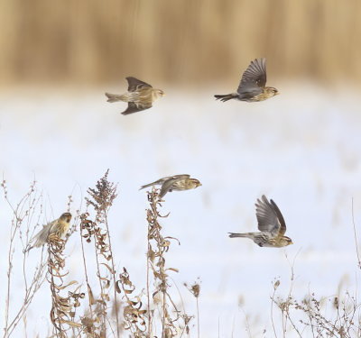 Common RedPoll  --  Sizerin Flamme