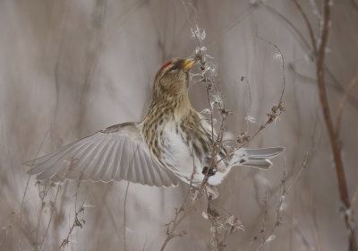 Common RedPoll  --  Sizerin Flamme