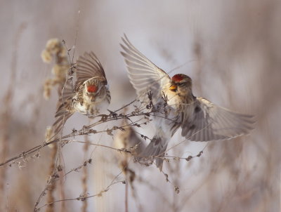 Common RedPoll  --  Sizerin Flamme