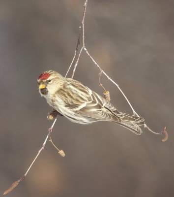 Common RedPoll  --  Sizerin Flamme