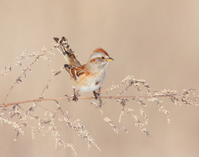 American Tree Sparrow  --  Bruant Hudsonien