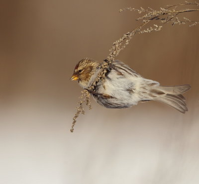 Common RedPoll  --  Sizerin Flamme