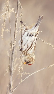 Common RedPoll  --  Sizerin Flamme