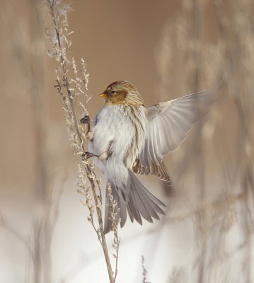 Common RedPoll  --  Sizerin Flamme