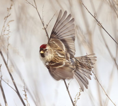 Common RedPoll  --  Sizerin Flamme