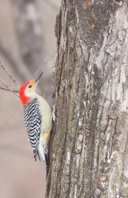 Red - Bellied WoodPecker  --  Pic A Ventre Roux