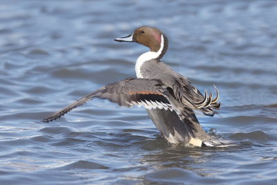 Northern PinTail  --  Canard Pilet